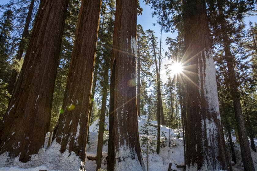 KING CANYON NATIONAL PARK, CA - DECEMBER 19: Grants Grove on Sunday, Dec. 19, 2021 in King Canyon National Park, CA. (Francine Orr / Los Angeles Times