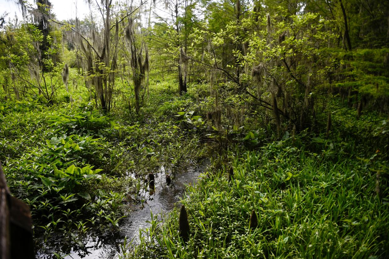 Earth Day Augusta at Phinizy Swamp Nature Park on Saturday, April 22, 2023. Hundreds of community members turned out for hayrides, vendors, and educational booths about sustainability.  