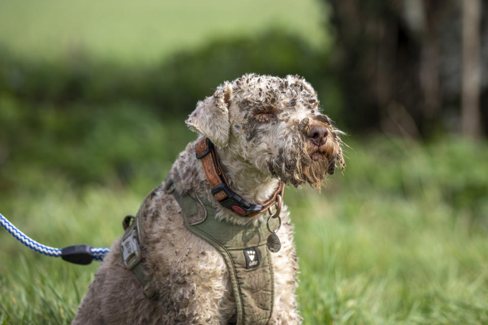 Arlo after being helped out of the hole. (RSPCA/SWNS)