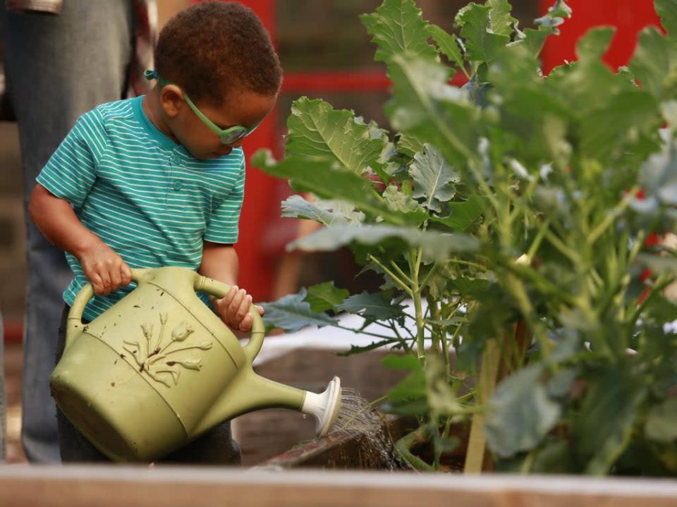 An elementary school student uses a watering can at one of Harlem Grown&#x002019;s urban farms in New York City (Provided by Harlem Grown)