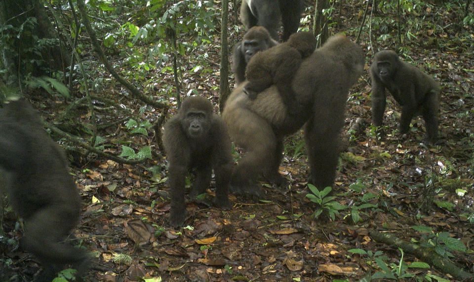 This photo taken by a camera trap shows a group of Cross River gorillas in the Mbe Mountains of Nigeria on Monday, June 22, 2020. Conservationists have captured the first images of a group of rare Cross River gorillas with multiple babies in the Mbe mountains of Nigeria, proof that the subspecies once feared to be extinct is reproducing amid protection efforts. (WCS Nigeria via AP)