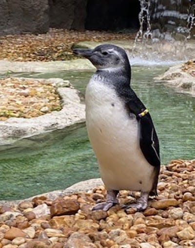 The El Paso Zoo staff is excited to announce the Magellanic penguin encounter will open in December.