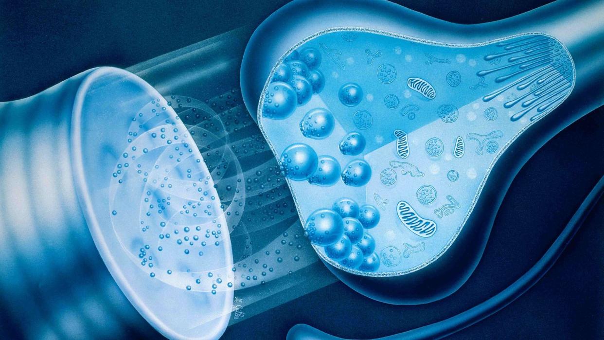  illustration shows a synapse (gap between two nerve cells) where chemical messengers from one cross over to the other 