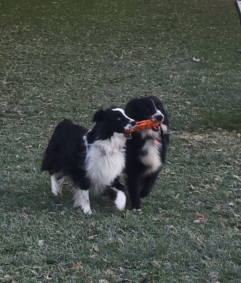 Jinks happy at home once again playing with his sister, Skye