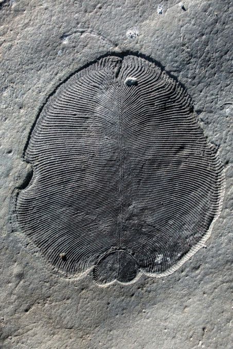 Fossile d\'un Dickinsonia de l\'Ediacarien Crédit : ILYA BOBROVSKIY / AUSTRALIAN NATI / AUSTRALIAN NATIONAL UNIVERSITY / AFP