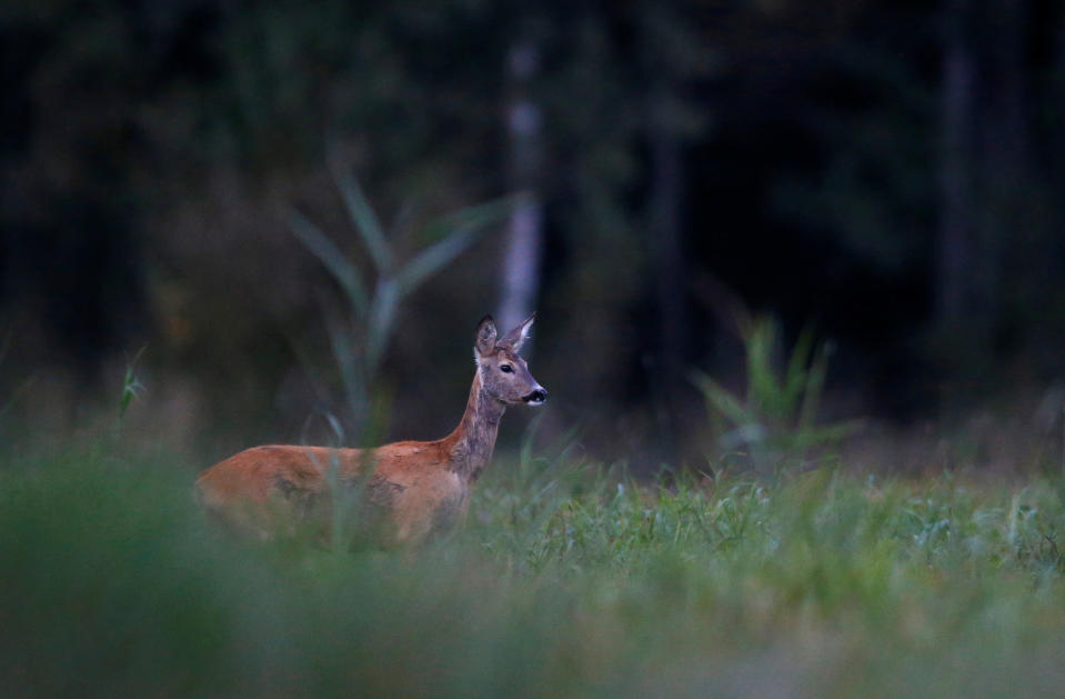 <p>Erwischt. Fotograf Vasily Fedosenko gelang dieses Foto aus sicherer Entfernung. Das kleine Reh steht alleine mitten auf der Lichtung in der Nähe des Dorfes Rum in Weißrussland und fühlt sich völlig unbeobachtet. (Bild: Vasily Fedosenko/REUTERS) </p>