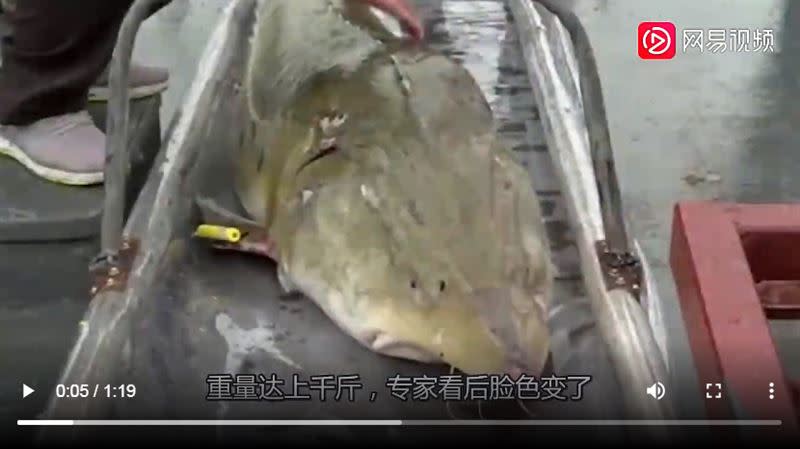 漁民捕到3尺長魚！動物專家曝「跟恐龍同期」：已活超過100年