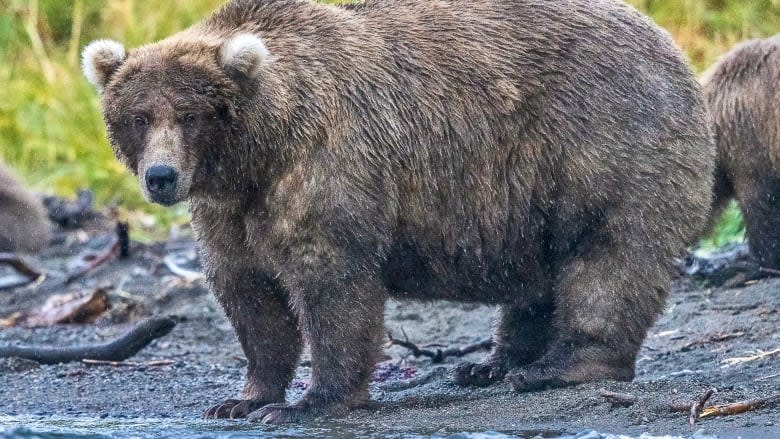 It's a battle of appetites in Alaska this week, as the public votes for their favourite bears in Fat Bear Week. (Submitted by Sara Wolson)