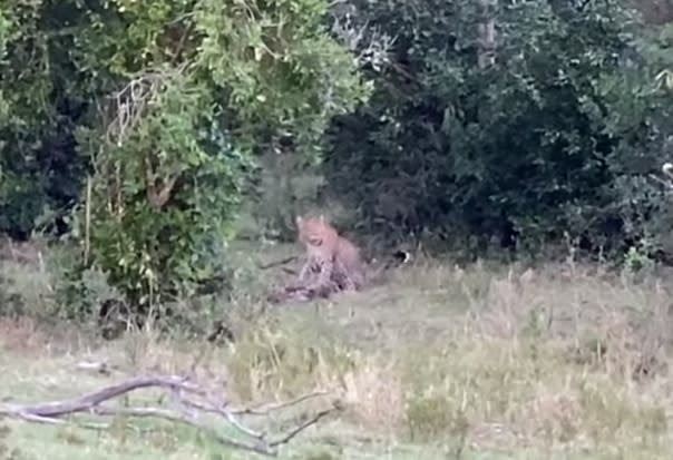 花豹一口咬碎巨蟒頭骨。（圖／翻攝自Kruger Sightings youtube）