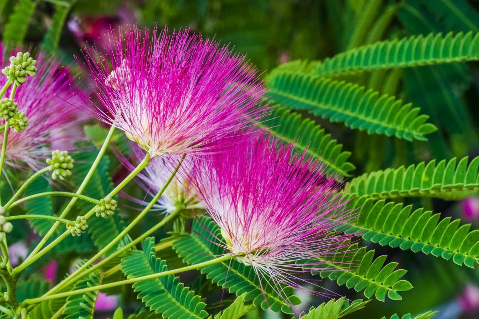 mimosa tree flowers