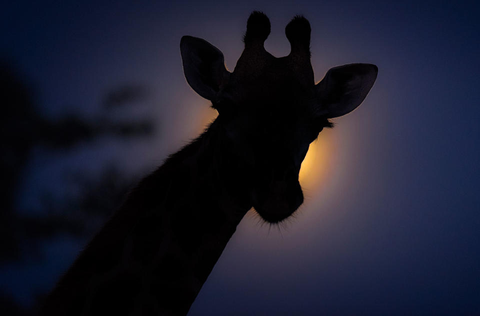 Midnight safari: Wild animals gather under a full moon