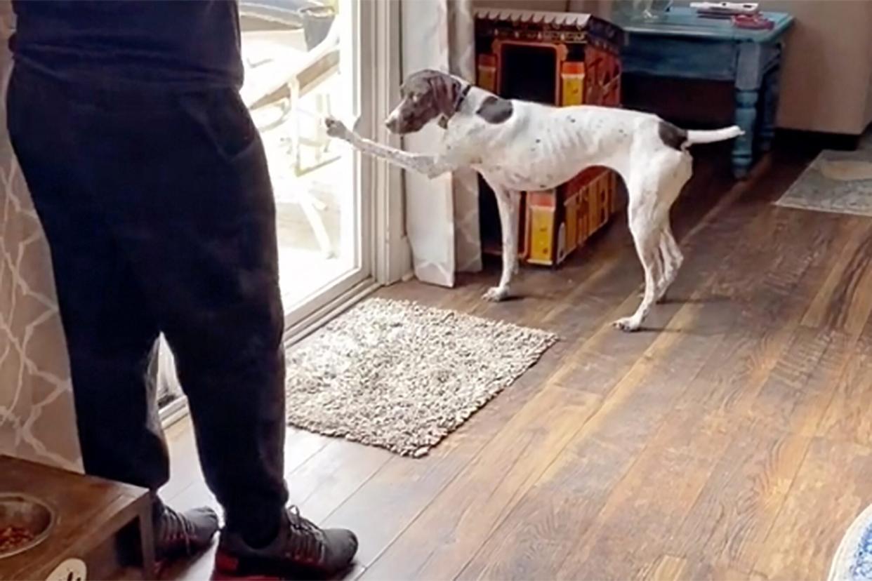 dog scratching at the back door to go outside as a diversion to get to her brother's food