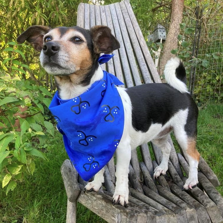 The duchess’s dog Beth wearing a bandana (Clarence House/PA)