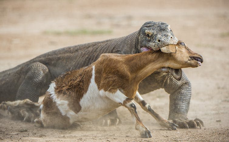 <span class="caption">Save me, Knickers!</span> <span class="attribution"><a class="link " href="https://www.shutterstock.com/image-photo/komodo-dragon-varanus-komodoensis-attacks-prey-412226767?src=IKF2sP3-G9Lbh3X_73z_iw-1-21" rel="nofollow noopener" target="_blank" data-ylk="slk:Sergey Uryadnikov/Shutterstock;elm:context_link;itc:0;sec:content-canvas">Sergey Uryadnikov/Shutterstock</a></span>