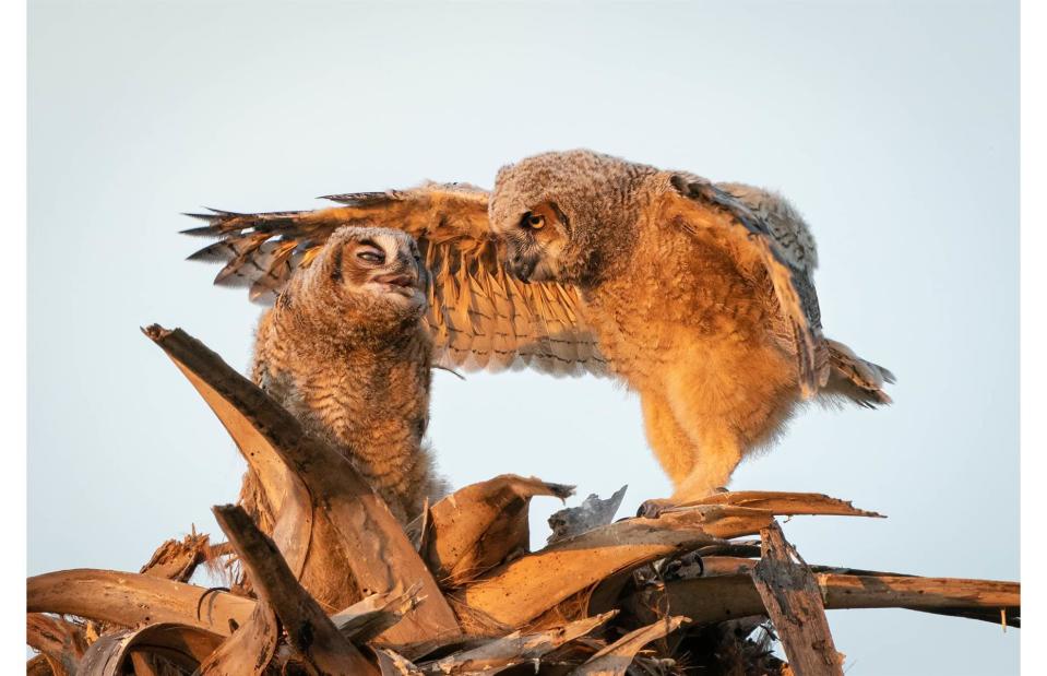 <p>Mark Schocken/Comedy Wildlife Photography Awards 2023</p>