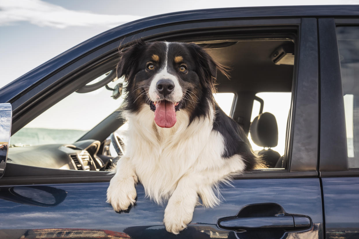 Los viajes en auto con tus perros pueden ser incómodos y sucios. Foto: Getty Images.