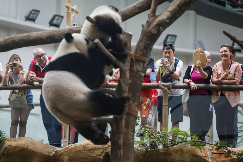 <p>Visitors take souvenir photographs of Nuan Nuan, top, and Liang Liang formerly known as Feng Yi, playing during Liang Liang’s 10th birthday celebration at the National Zoo in Kuala Lumpur, Malaysia, Tuesday, Aug. 23, 2016. Two giant pandas have been on loan to Malaysia from China for 10 years since May 21, 2014 to mark the 40th anniversary of the establishment of diplomatic ties between the two nations. (AP Photo/Joshua Paul)</p>