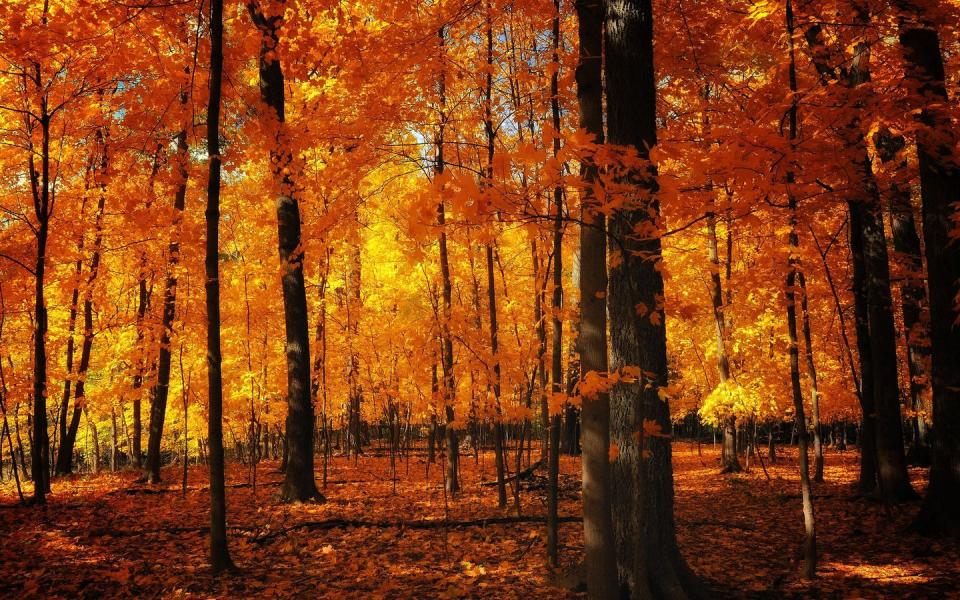 <p>Orange and yellow leaves fill this undisclosed forest with fiery hues.</p><p>Photo: Flickr/<a href="https://www.flickr.com/photos/101203096@N03/9719969976/in/photolist-gKdbtZ-8XoRdF-fNVorf-LxADDZ-StJnap-gTy594-8RuMVC-28Zm5xW-21qypXG-C4f7No-oSThiM-hphg6s-AU61C1-oSrGWX-e64SE9-gQj9cc-dkNWrV-ZGtUE1-pB8Ck7-2cDJPQH-PYJHvY-drReoL-ZkjKb3-YNupk1-bdpWMt-7h3t8w-hWVps7-jZEjX2-hEkS9r-pPN567-aEheBB-Ruzbxh-2agYGa3-jjQMKx-aJHCNM-RYKPL8-qe3aM-NdNgNQ-dhjbqD-oRjfLw-7dPW1K-qyixj7-UuKV7H-AG6iXW-pKUUAk-zqFavh-8HmEa4-2axhzq5-Yvhehv-D5vU25" rel="nofollow noopener" target="_blank" data-ylk="slk:Momiji Akiko;elm:context_link;itc:0;sec:content-canvas" class="link ">Momiji Akiko </a></p>