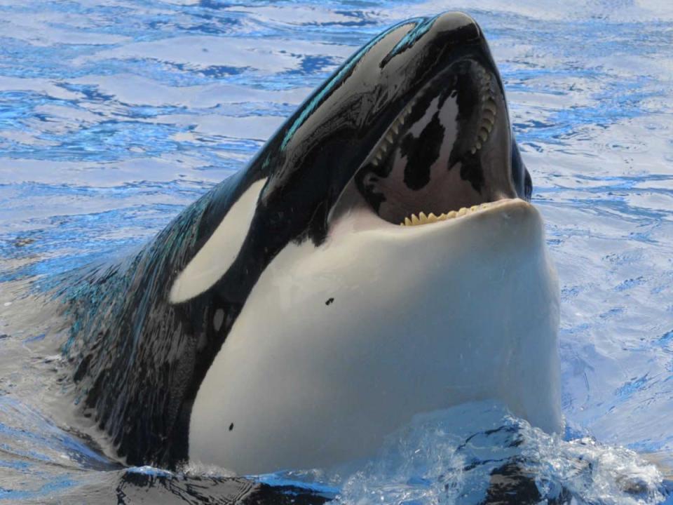 seaworld killer whale