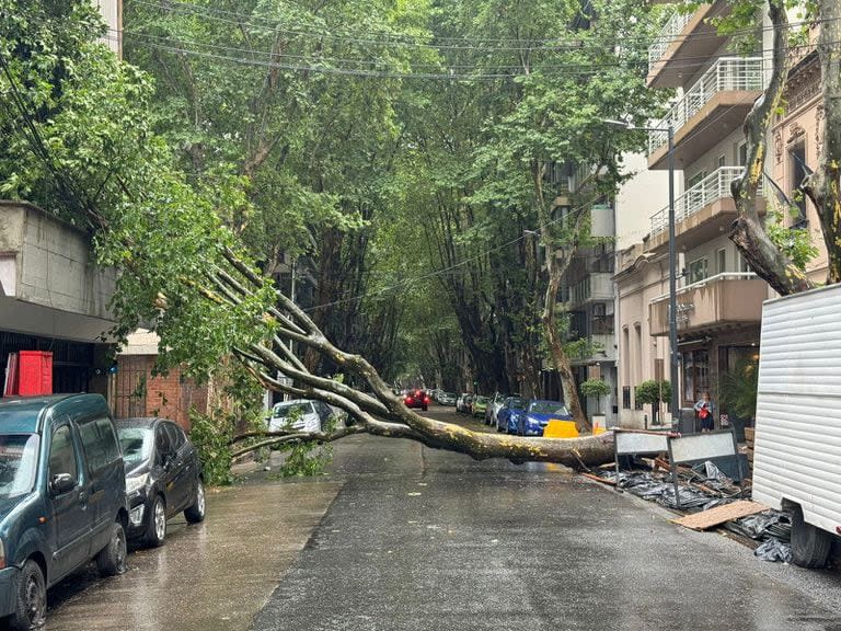 Árboles caídos en Palermo