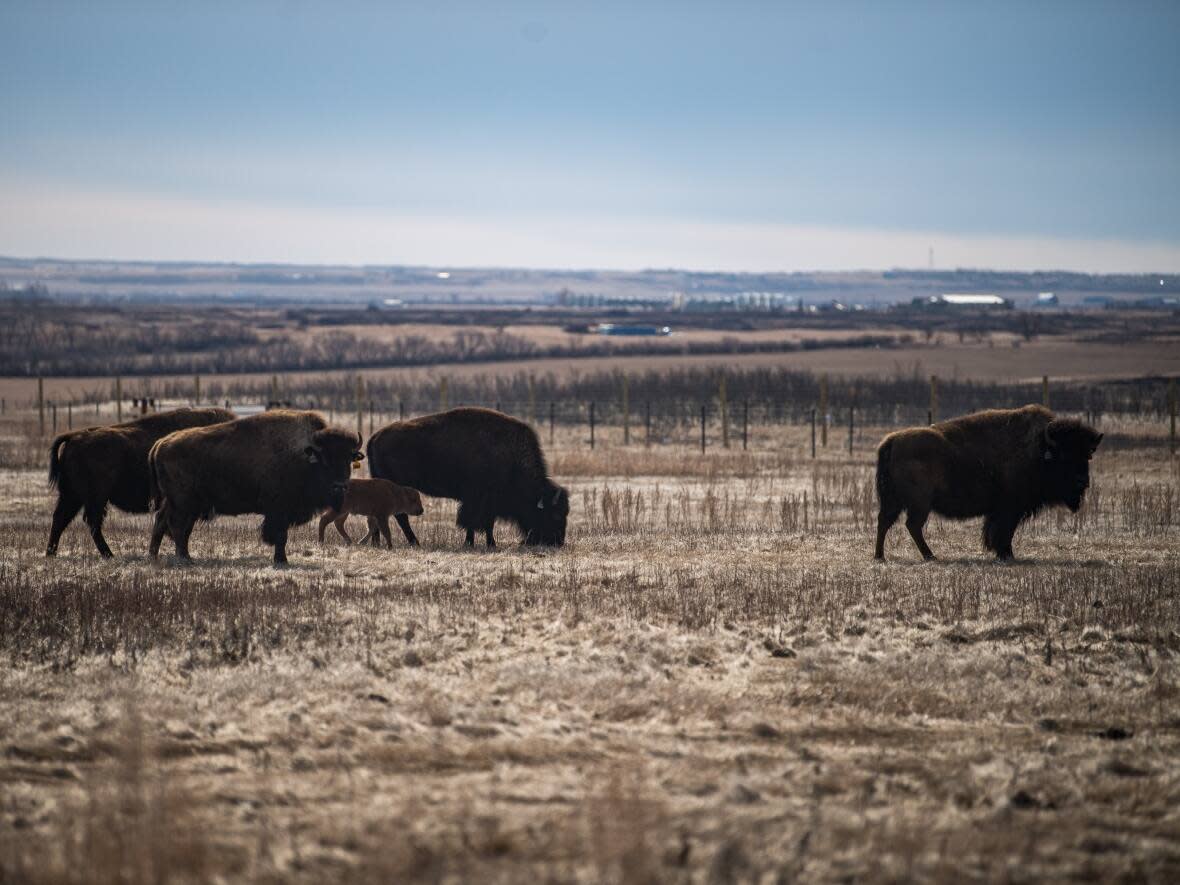 In 2019, the bison were re-introduced to their ancestral homelands at Wanuskewin. The herd is made up of the descendants of the last remaining bison from Grasslands National Park and Yellowstone National Park. (Wanuskewin Heritage Park - image credit)