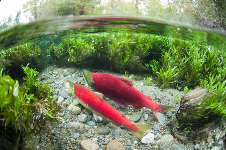 El descenso del salmón rojo del río Adams River es uno de los más grandes y famosos del mundo. Ocurre una vez cada cuatro años.