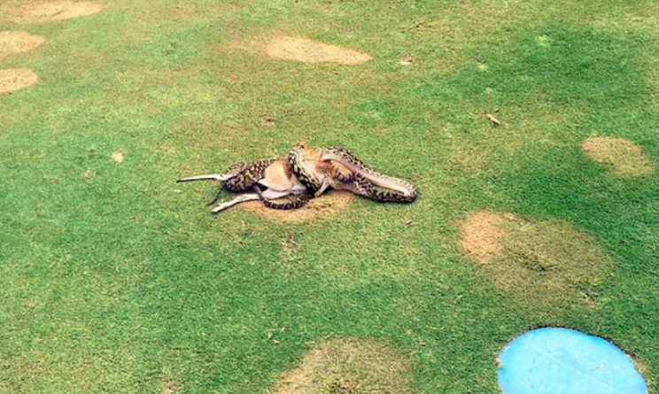 Gruesome: The snake ate its meal in front of shocked golfers (AFP/Getty)