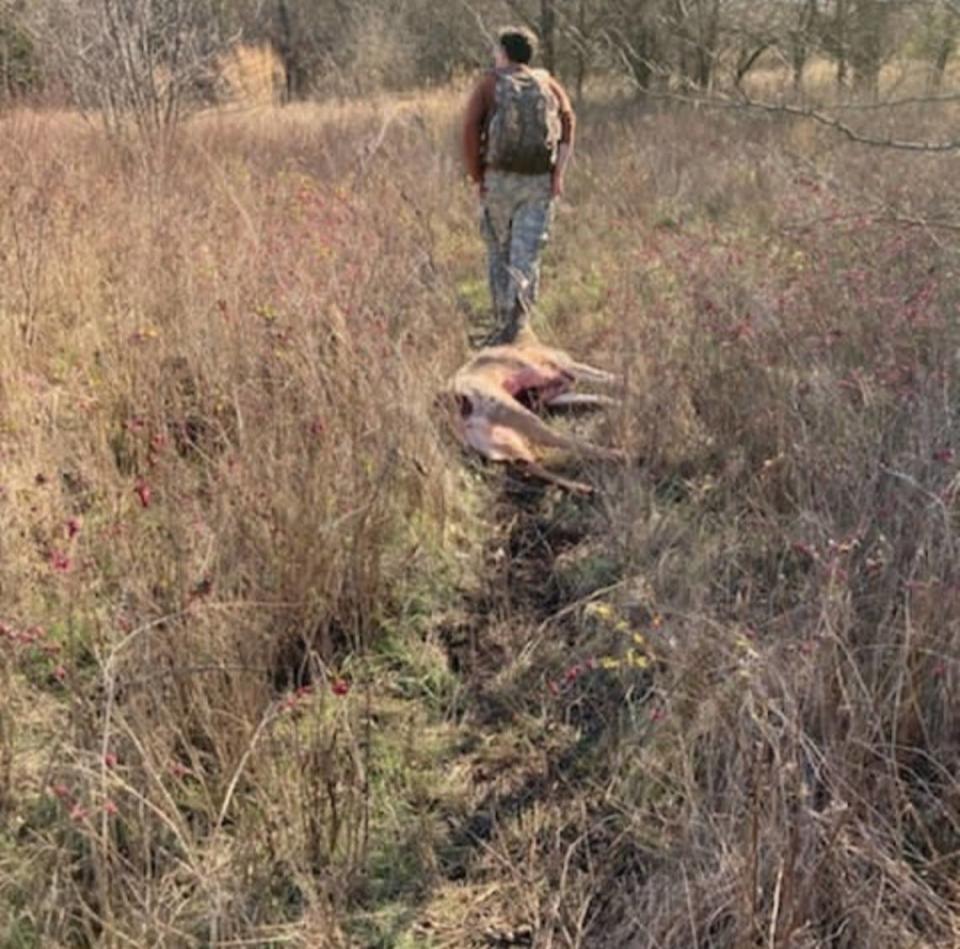 Chance Swaim drags a Kansas white-tailed buck out of thick brush in November 2021.