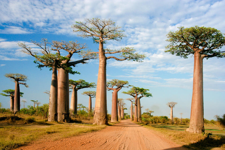 <p>Tous les vols à destination de Madagascar sont suspendus et les frontières maritimes fermées (Crédit : Getty Images)</p> 