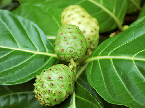 Noni