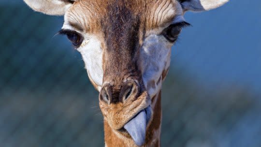 giraffes tongues blue