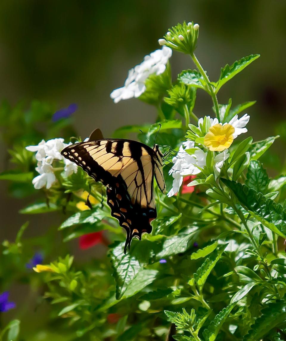 The Superbena Whiteout verbena is the best white verbena available. It has been a reliable perennial for The Garden Guy and here is in an August bouquet to the delight of this Eastern Tiger Swallowtail.