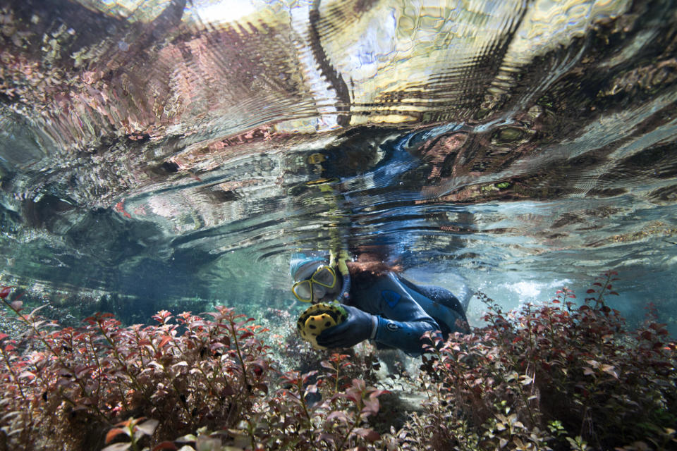 Turtle Project volunteer Dylan Vega catches a yellow-bellied slider during a turtle research day in the Ichetucknee River, a spring-fed tributary of the Santa Fe River.   (Photo: Jennifer Adler)