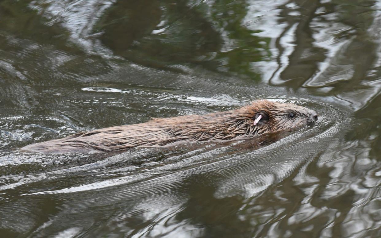 Beavers were given protected status in Scotland last year - Jay Williams