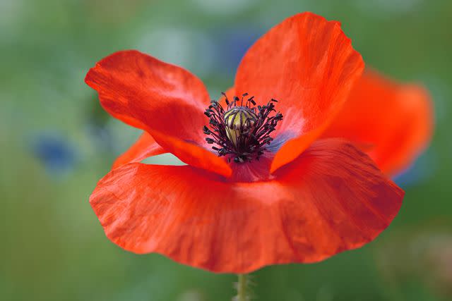 Jacky Parker Photography / Getty Images