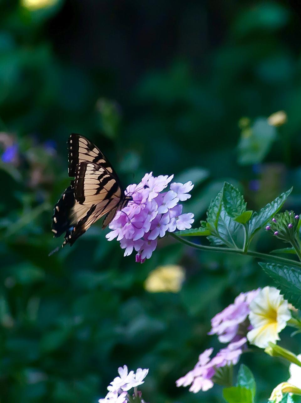 This Eastern Tiger Swallowtail has found the Superbena Pink Cashmere verbena to be the perfect nectaring spot.