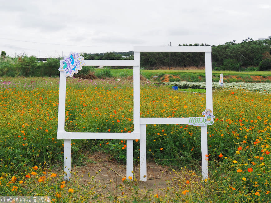 2023銅鑼杭菊芋頭節