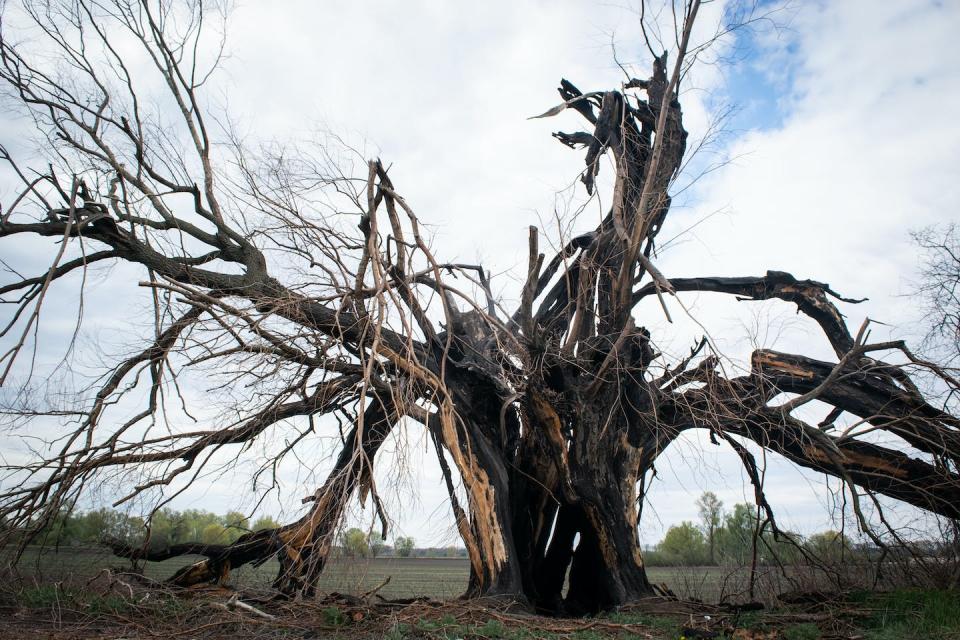 Al provocar la ebullición del líquido en el interior de las estructuras, un rayo puede hacer estallar árboles y edificios. Shutterstock