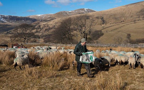 Shepherd feeding swaledale sheep on moorland in winter - Credit: Alamy