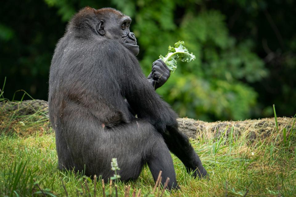 Nayembi, a female gorilla munches down on some fresh kale in her habitat at the Detroit Zoological Society in Royal Oak on Thursday, Aug. 24, 2023.