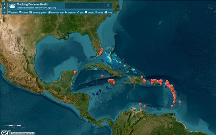 Pins showing the sites where diseased sea urchins were observed in 2022.&nbsp; / Credit: AGRRA Diadema Response Network