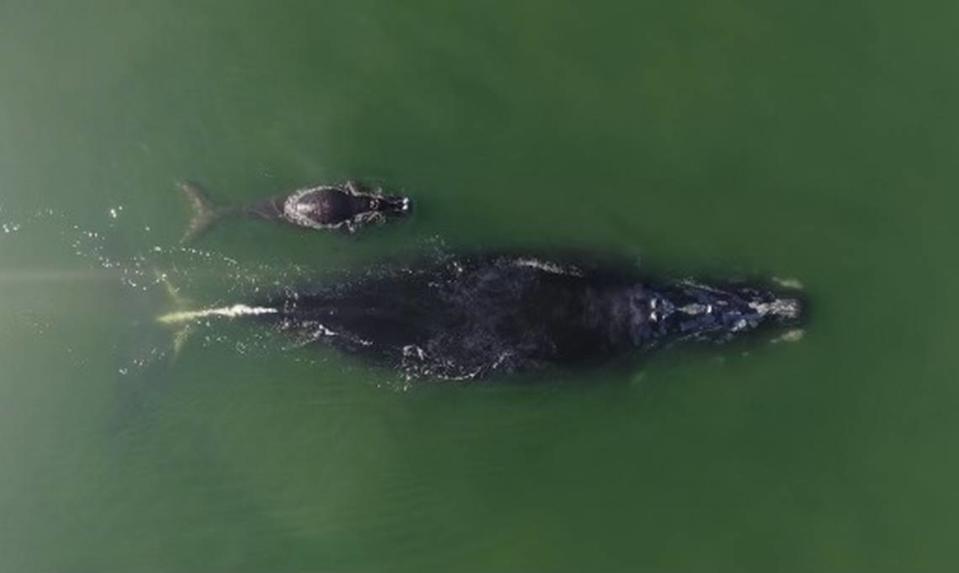 A female North Atlantic right whale and her calf are seen in this drone photo about four miles off the coast of Hilton Head Island on Dec. 13, 2020. Chip Michalove/Outcast Sport Fishing