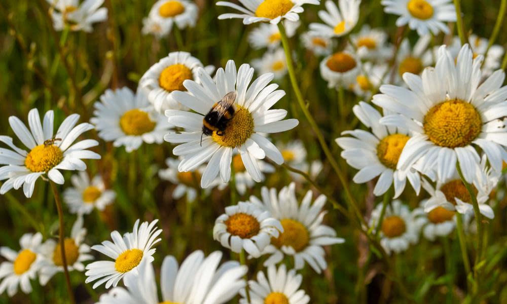 <span>Photograph: Maureen McLean/Rex/Shutterstock</span>