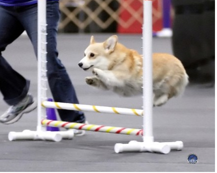 Agility