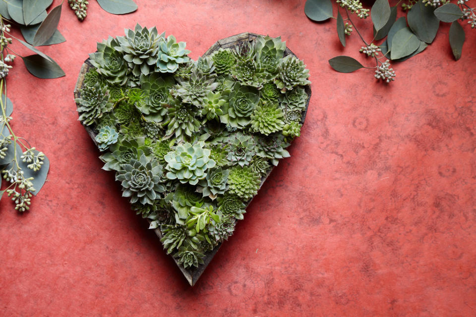 This undated publicity photo courtesy of Flora Grubb Gardens shows cuttings of succulents arranged in a heart-shaped living picture in San Francisco. Living pictures, cuttings of assorted succulents woven together in everything from picture frames to pallet boxes, are hot among garden designers and landscapers this spring as an easy, modern way to add color and texture to an outdoor space. (AP Photo/Flora Grubb Gardens, Caitlin Atkinson)