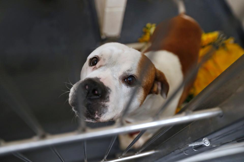 Goldie's Act, introduced last year, would strengthen the Animal Welfare Act.