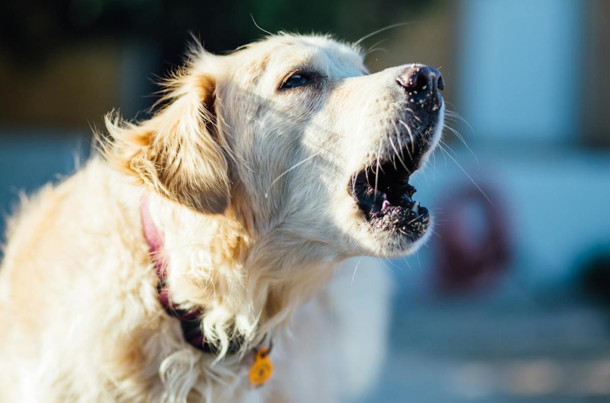 'Hey everybody, there's big news happening over here!' <a href="https://www.gettyimages.com/detail/photo/close-up-of-dog-with-mouth-open-looking-away-royalty-free-image/1128037858" rel="nofollow noopener" target="_blank" data-ylk="slk:Wesley Martinez Da Costa/EyeEm via Getty Images;elm:context_link;itc:0;sec:content-canvas" class="link ">Wesley Martinez Da Costa/EyeEm via Getty Images</a>