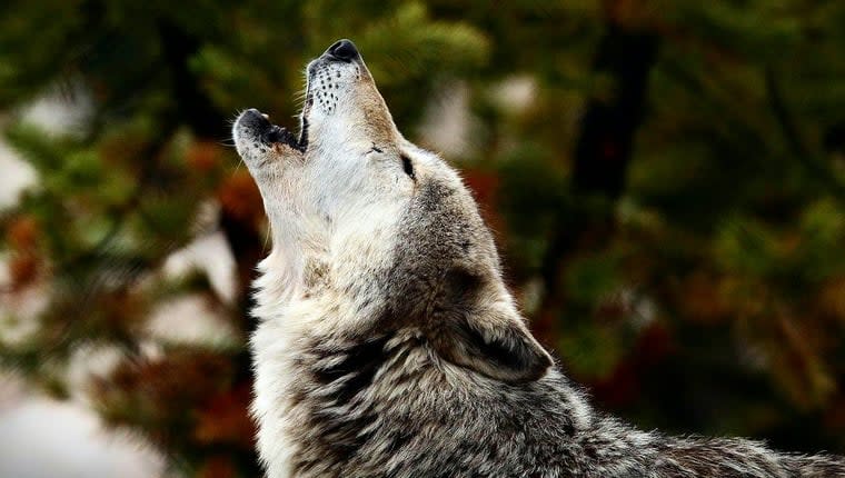 Researchers Record Dogs Responding to Wolf Howls
