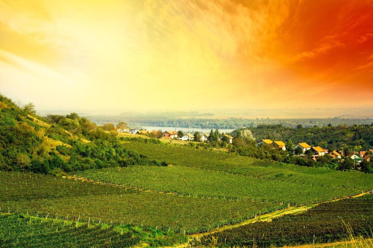 Cheers! Vineyards in the Zupa region of Serbia: Alamy Stock Photo