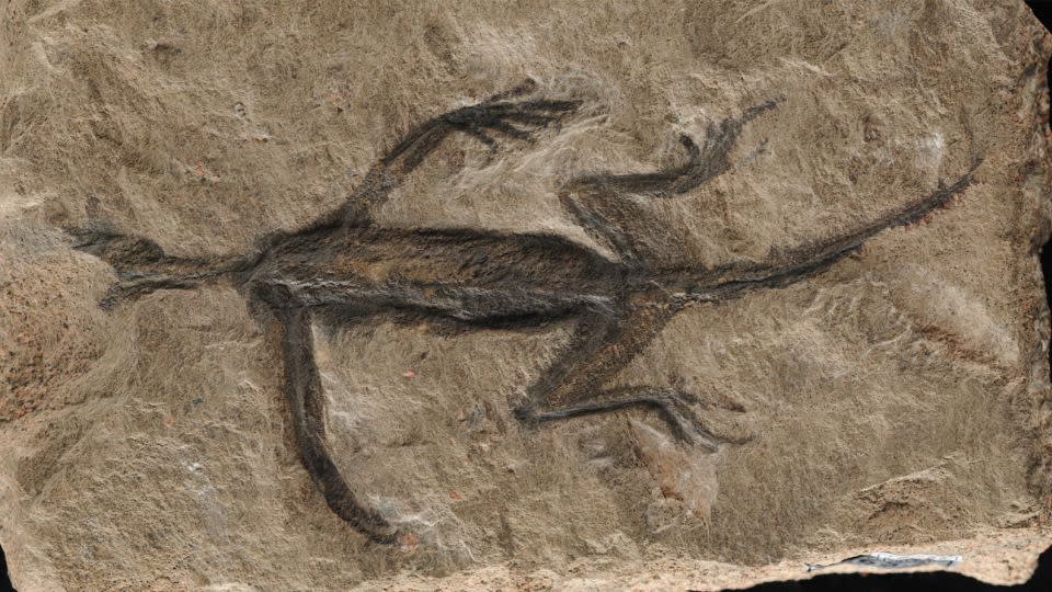 The fossil, discovered in 1931, was thought to be a well-preserved specimen until new research revealed it to be largely a forgery. - Valentina Rossi